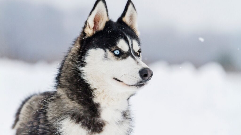 Heute bieten Hundeschlittentouren Reisenden die Möglichkeit, tief in die winterliche Wildnis Kanadas einzutauchen – entschleunigt, naturverbunden und unvergesslich.