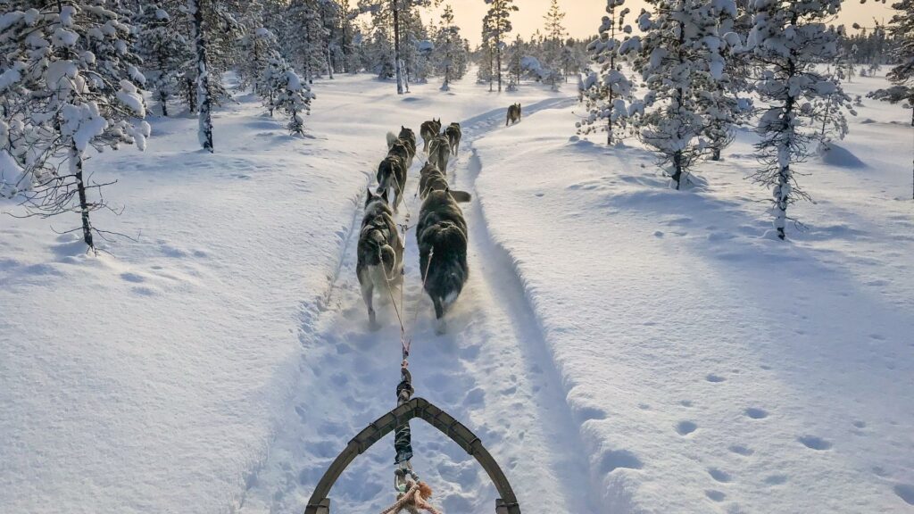 Knirschender Schnee, dampfende Atemwolken und das rhythmische Hecheln der Hunde vor dem Schlitten – wer eine Hundeschlittentour in Kanada unternimmt, erlebt den Winter auf eine ganz besondere Weise.