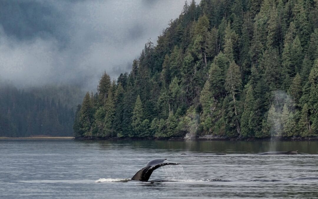 Great Bear Rainforest