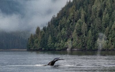 Great Bear Rainforest