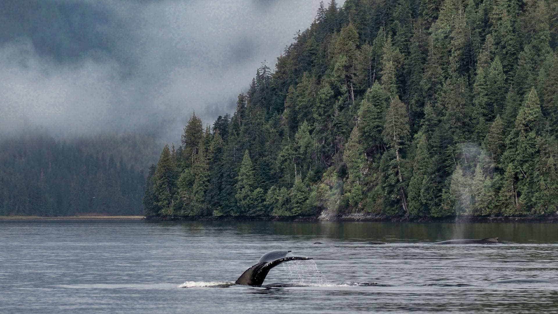 Great Bear Rainforest in British Columbia mit Fjordlandschaft und dichtem Regenwald