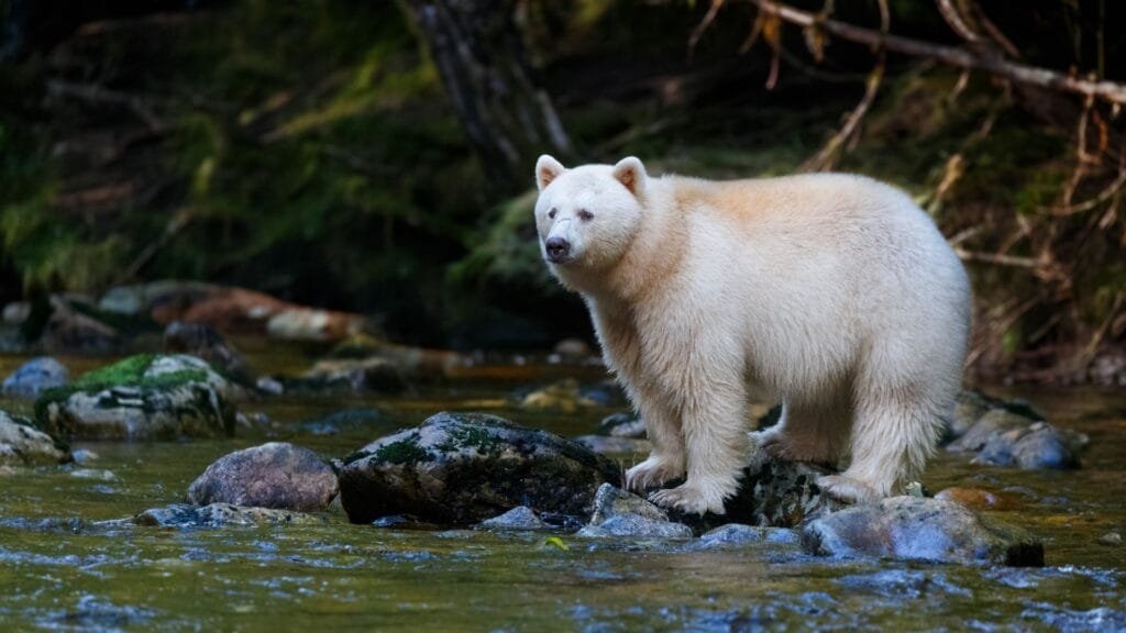 Spirit Bear an einem Fluss des Great Bear Rainforest