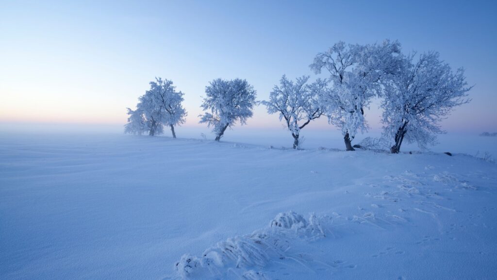 Die Winter in Winnipeg sind kalt – und dennoch voller Leben. Die Stadt hat gelernt, nicht gegen den Winter zu kämpfen, sondern ihn zu feiern.