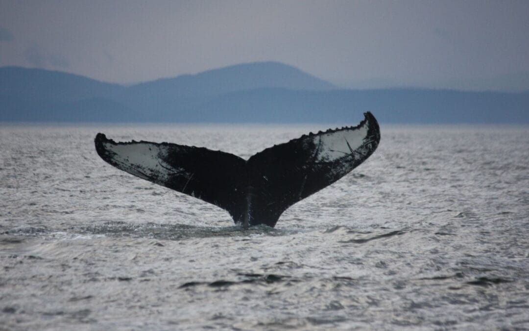 Walbeobachtung in Tadoussac – Ein unterschätztes Naturerlebnis