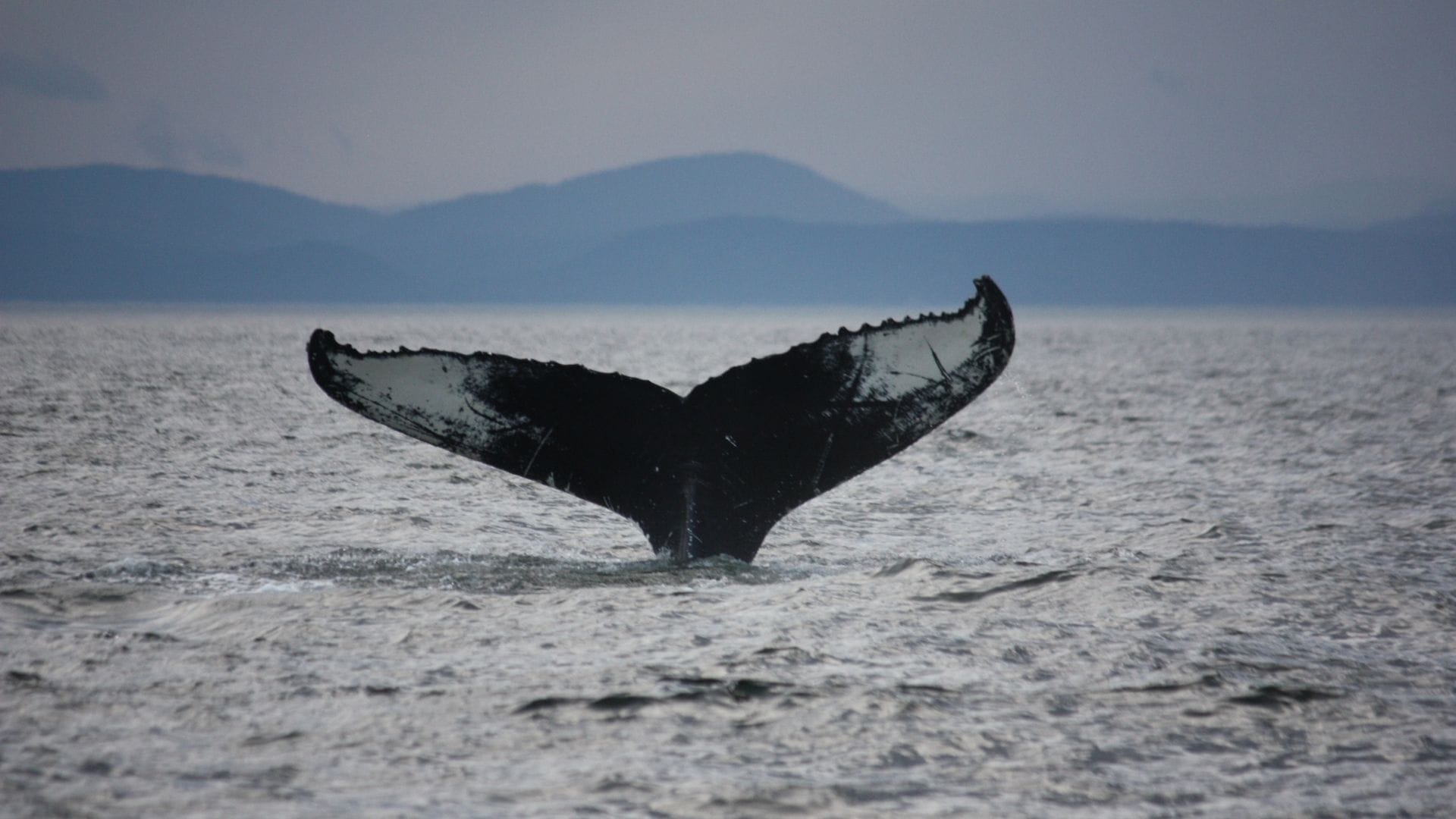 Walbeobachtung in Tadoussac am Sankt-Lorenz-Strom in Québec
