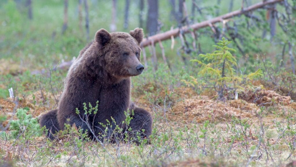 Grizzlybär in der Nähe einer Lodge in Kanada