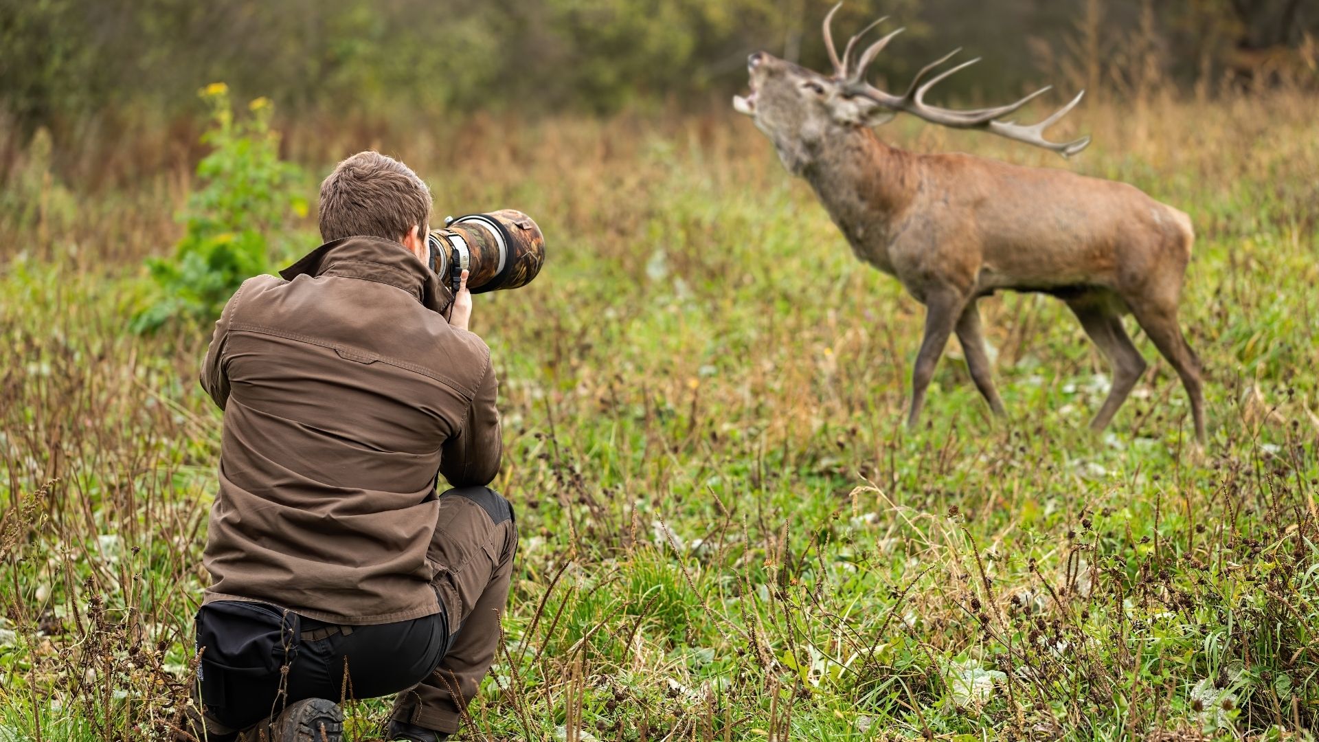 Wildtierbeobachtung in kanadischer Natur mit weiter Landschaft