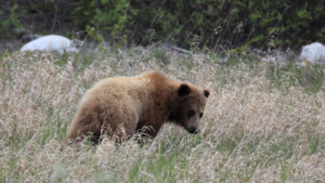 Kanada ist nicht nur für seine majestätischen Landschaften bekannt, sondern auch für seine vielfältige Tierwelt. Von Grizzlybären und Wölfen in den Rocky Mountains bis hin zu Belugawalen und Puffins an der Atlantikküste