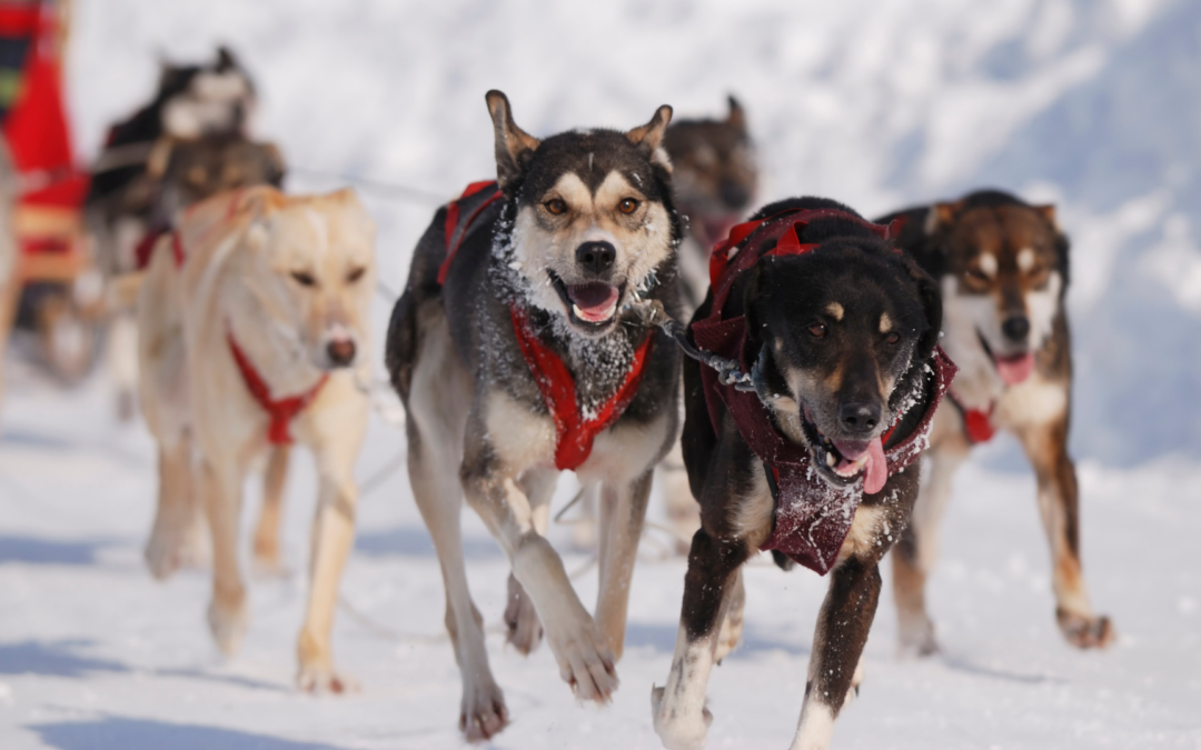Hundeschlittentouren in Kanada